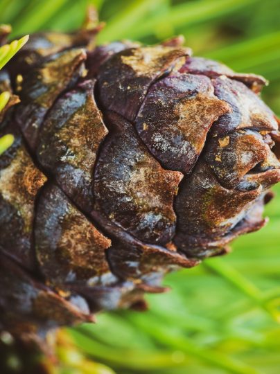 Cone with Nut of Dwarf Stone Pine (Pinus Pumila). Close Up Natural Floral Background, Christmas Mood